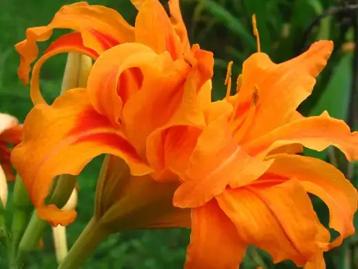 Vibrant orange daylily with ruffled petals and yellow stamens