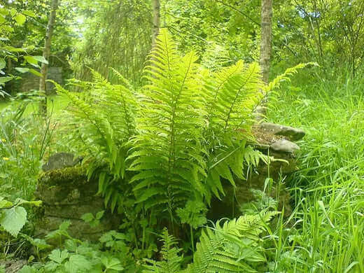 Hardy native lush green ferns with vibrant delicate fronds