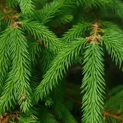 Fresh green pine needles with pointed tips for evergreen selection