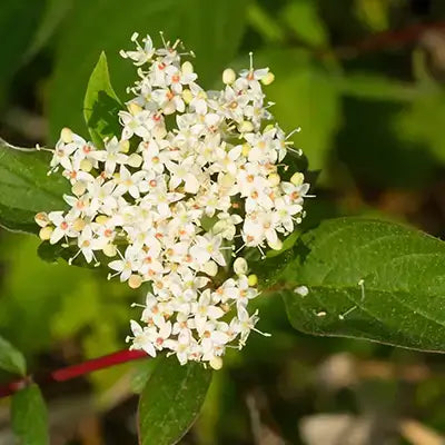 Red osier dogwood shrub tiny white flowers with pink centers on green leaves