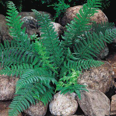 Lush green native fern with feathery fronds among smooth stones