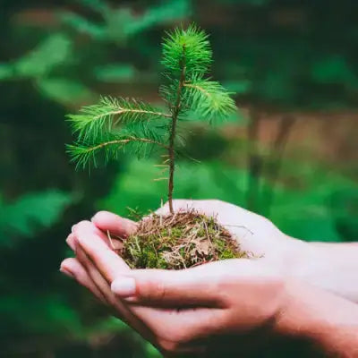 Young pine sapling variety with vibrant green needles in mossy earth mound