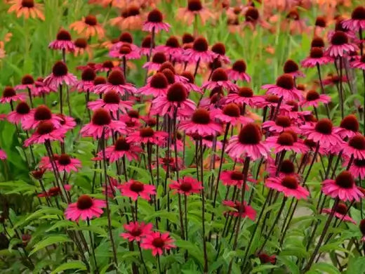Vibrant pink coneflowers with red centers in TN Nursery perennial field