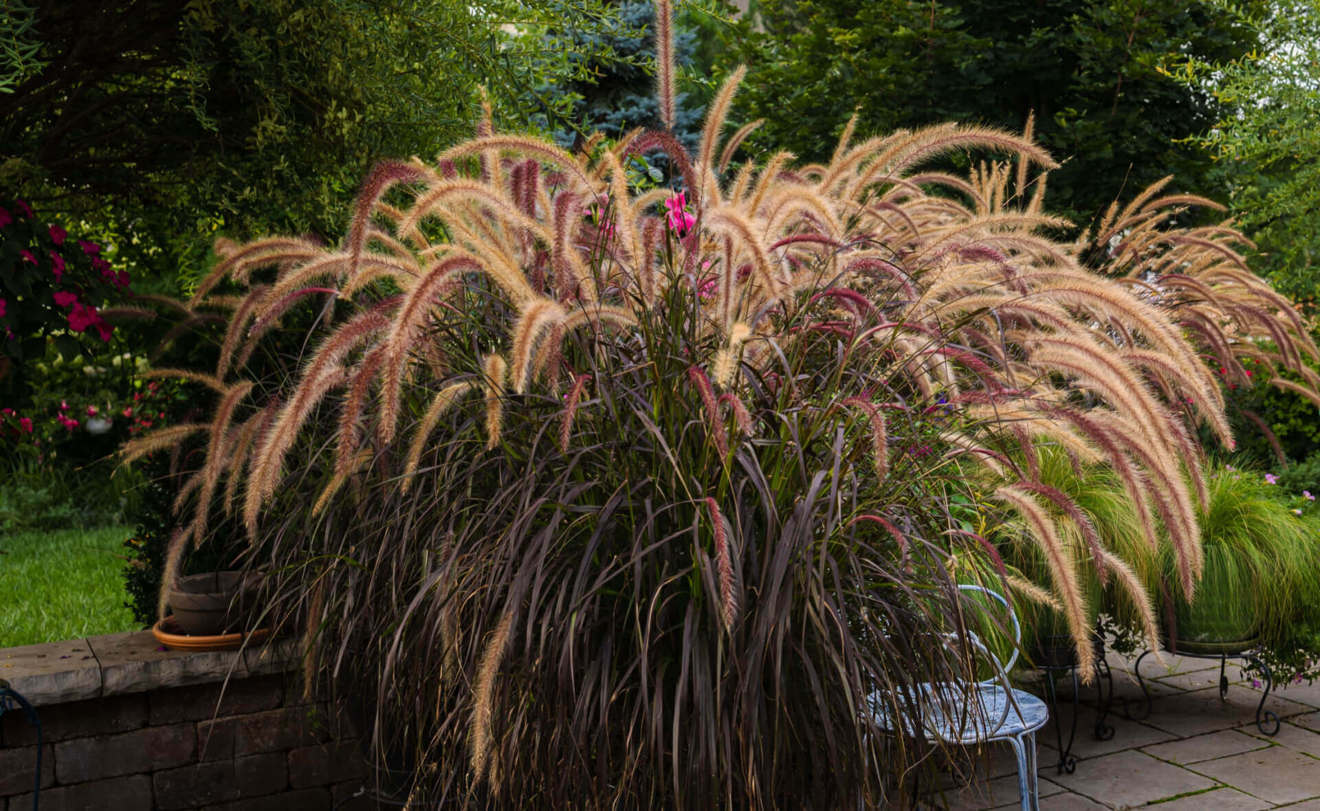 Adding a Touch of Color with Ornamental Grass  TN Nursery