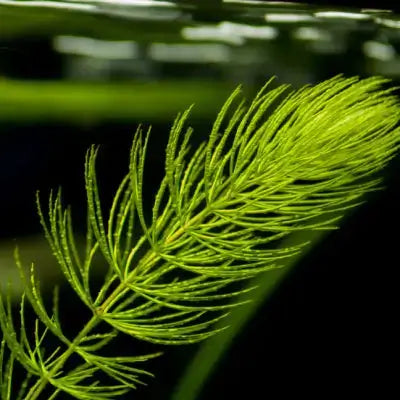 Coontail plant: delicate feathery green aquatic filaments in ecosystem