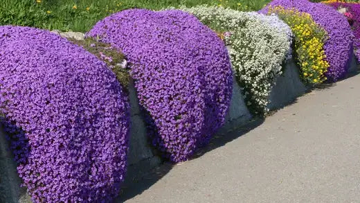 Vibrant purple cascading ground cover with white yellow blooms over concrete border