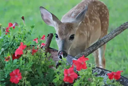 Young fawn with spots in red flowers threatens garden