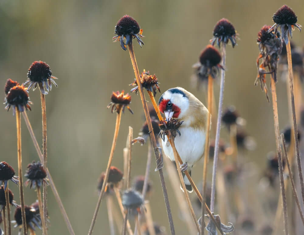 Vibrant goldfinch with red face on dried native plant stalk