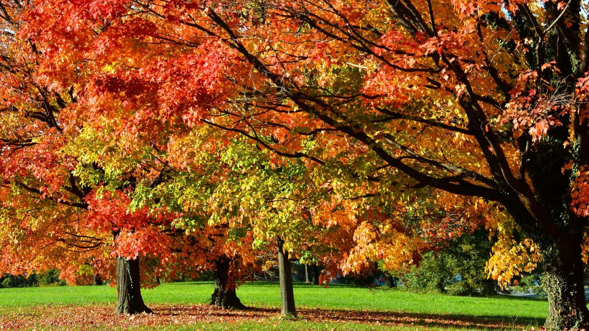 Vibrant Great Red Oak tree with fiery red, orange, golden autumn leaves