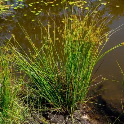 Soft rush: tall green reeds with yellowish-brown seed heads by water
