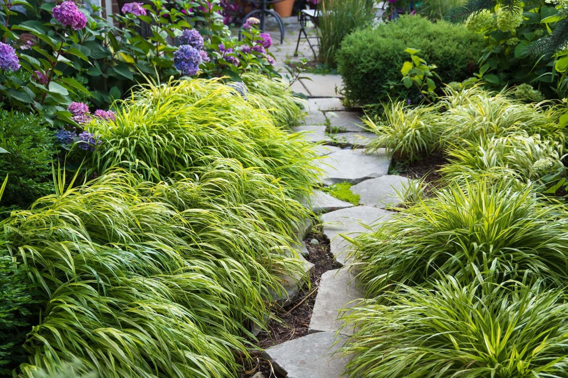 Lush ornamental grasses line winding stone garden pathway