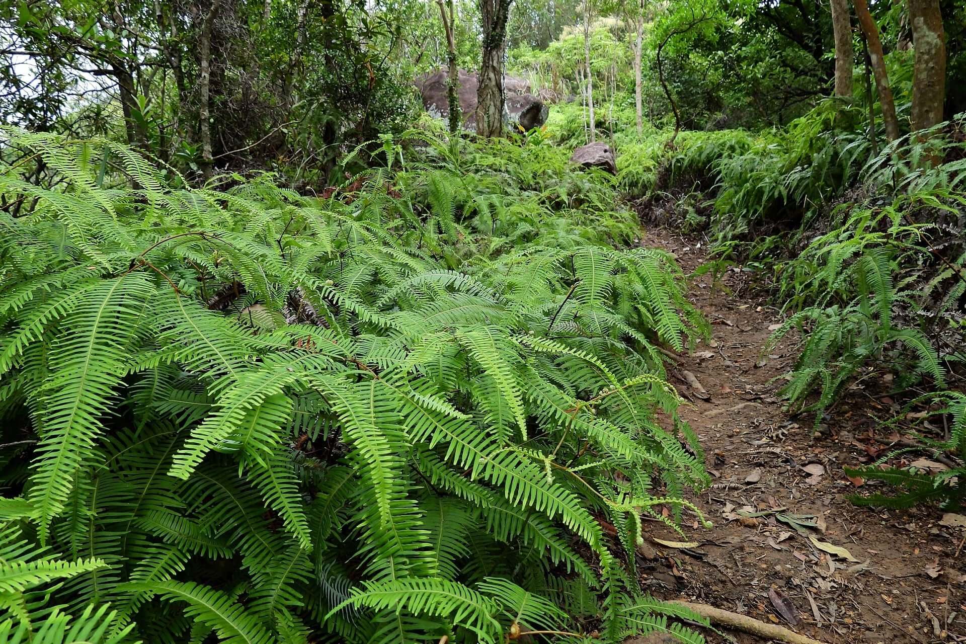 Lush green ferns line narrow dirt trail in dense wild forest habitat
