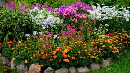 Vibrant perennial garden bed with purple, pink, white, orange flowers