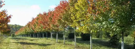 Row of trees with orange yellow fall leaves in field, shop online discount