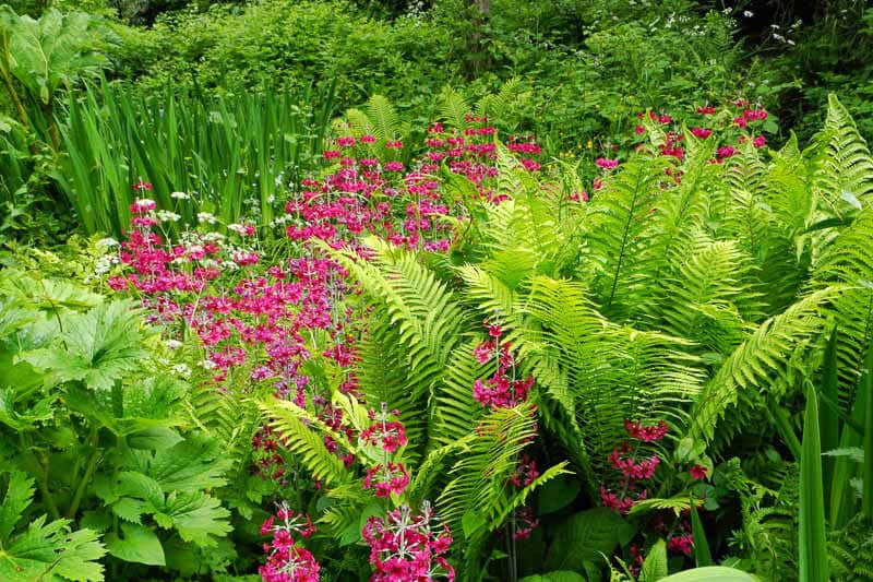 Lush green ferns with vibrant pink flowers, long-blooming perennial favorite