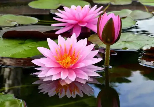 Pink water lily with yellow center in aquatic pond setting