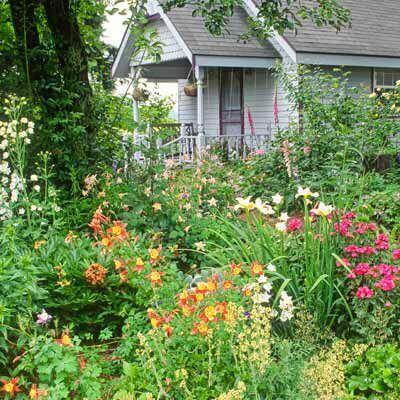 Hardy disease-resistant perennials blooming around quaint gray house