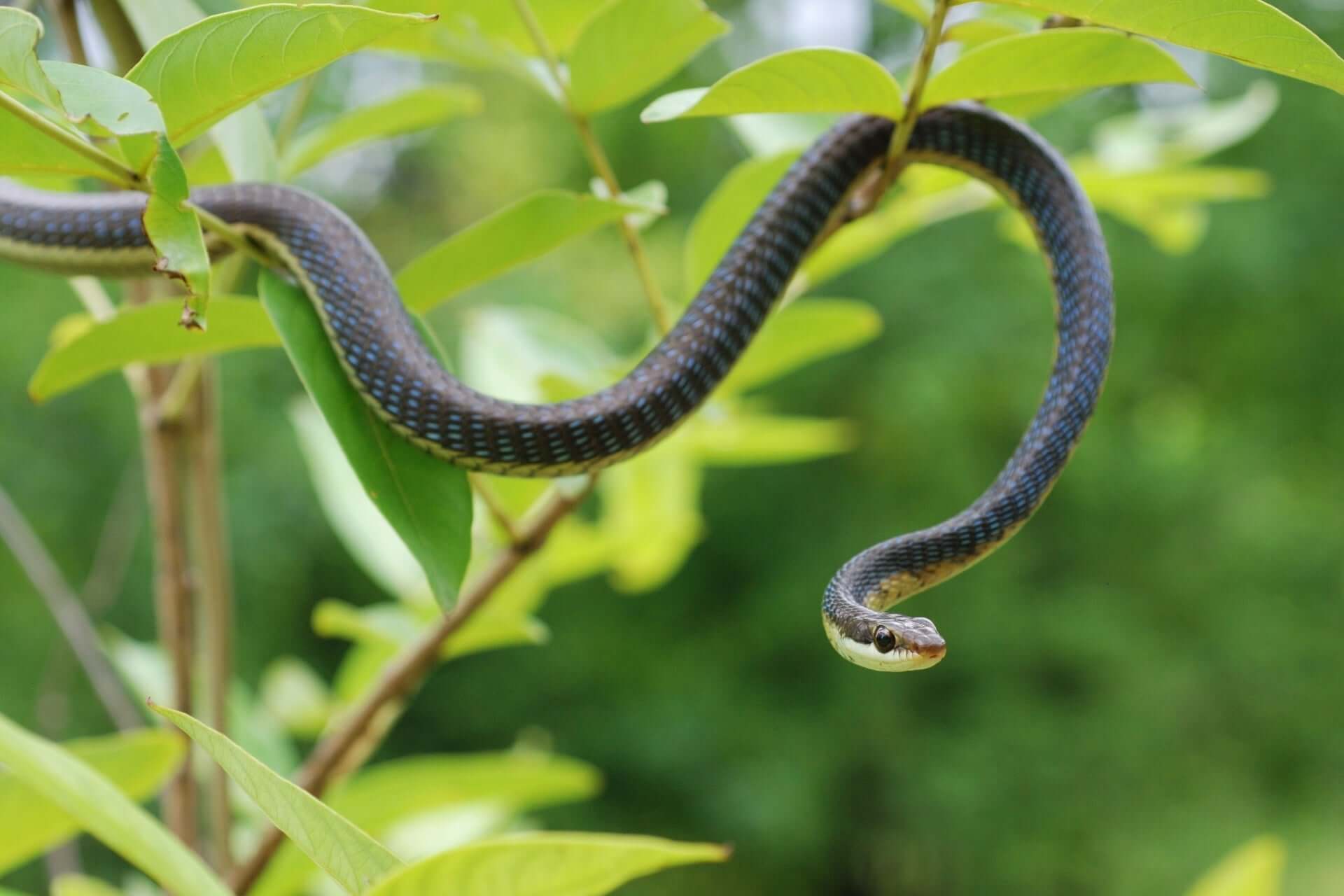 Sleek black garden snake with yellow underbelly and white head markings in green leaves