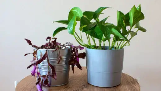 Vibrant green pothos plant in matte gray pot for perennials vs annuals