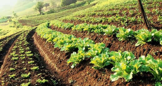 Vibrant green leafy vegetables in terraced rows on one-acre sustainable farm