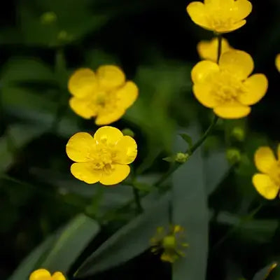 Bright yellow creeping buttercup flowers with delicate petals and green stems