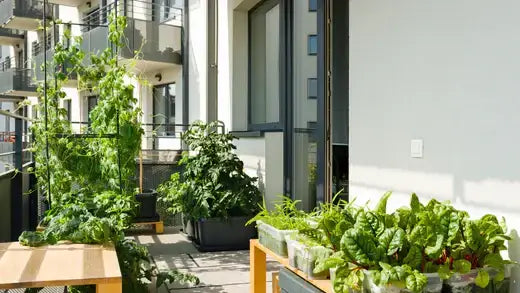 Lush green leafy vegetable garden thriving on urban balcony