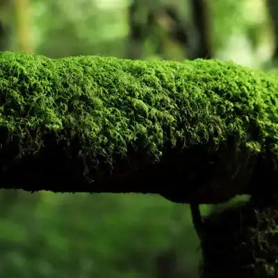 Lush green moss-covered log for sale in our selection