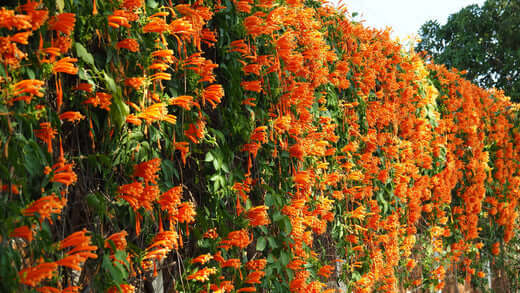 Vibrant orange trumpet vine cascading with green leaves in native wildlife symbiosis