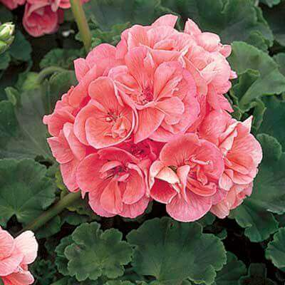 Lush pink geranium flowers with ruffled petals for perennial propagation