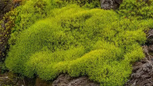 Vibrant mood moss blankets rocky surface in dense textured carpet