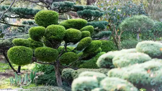 Meticulously trimmed spherical green topiary tree in colorful landscaping