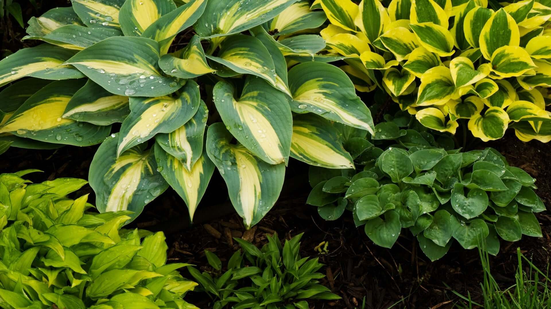 Lush variegated hostas with green-yellow heart leaves for fall planting