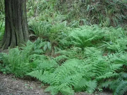 Lush lady ferns with feathery fronds on forest floor by tree trunk