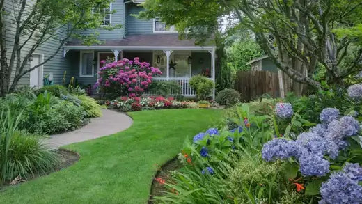 Lush garden path to house with purple blue hydrangeas lawn idea