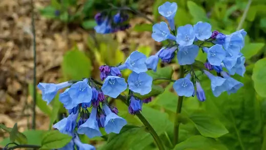 Delicate light blue bell-shaped flowers with purple centers on green stems, blue bells growing facts