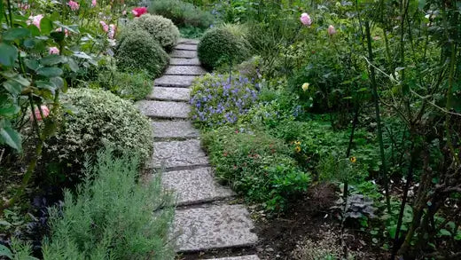 Stone pathway in lush shade border garden with pink roses and shrubs