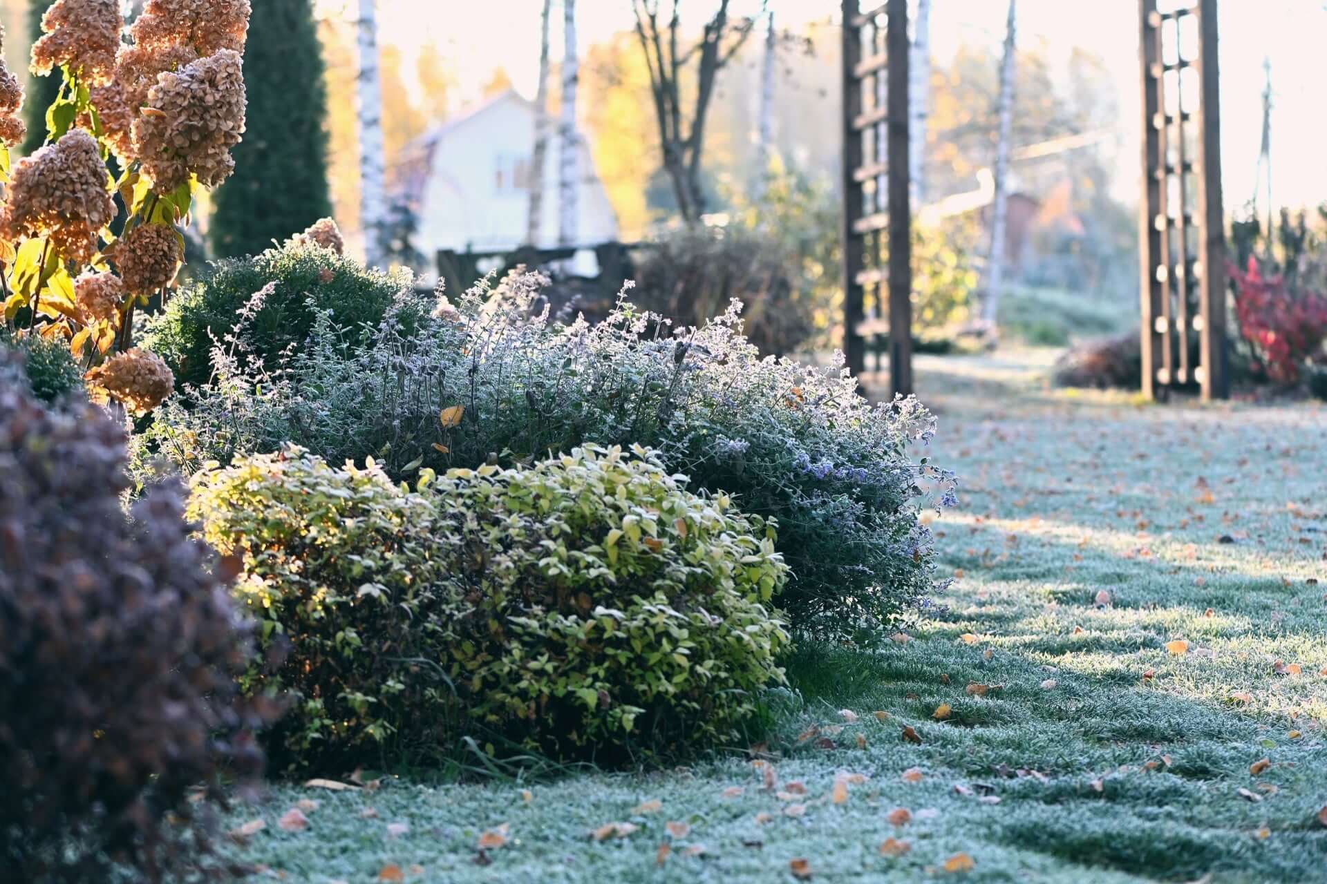 Frost-covered garden bed with lush green and purple shrubs thriving in winter