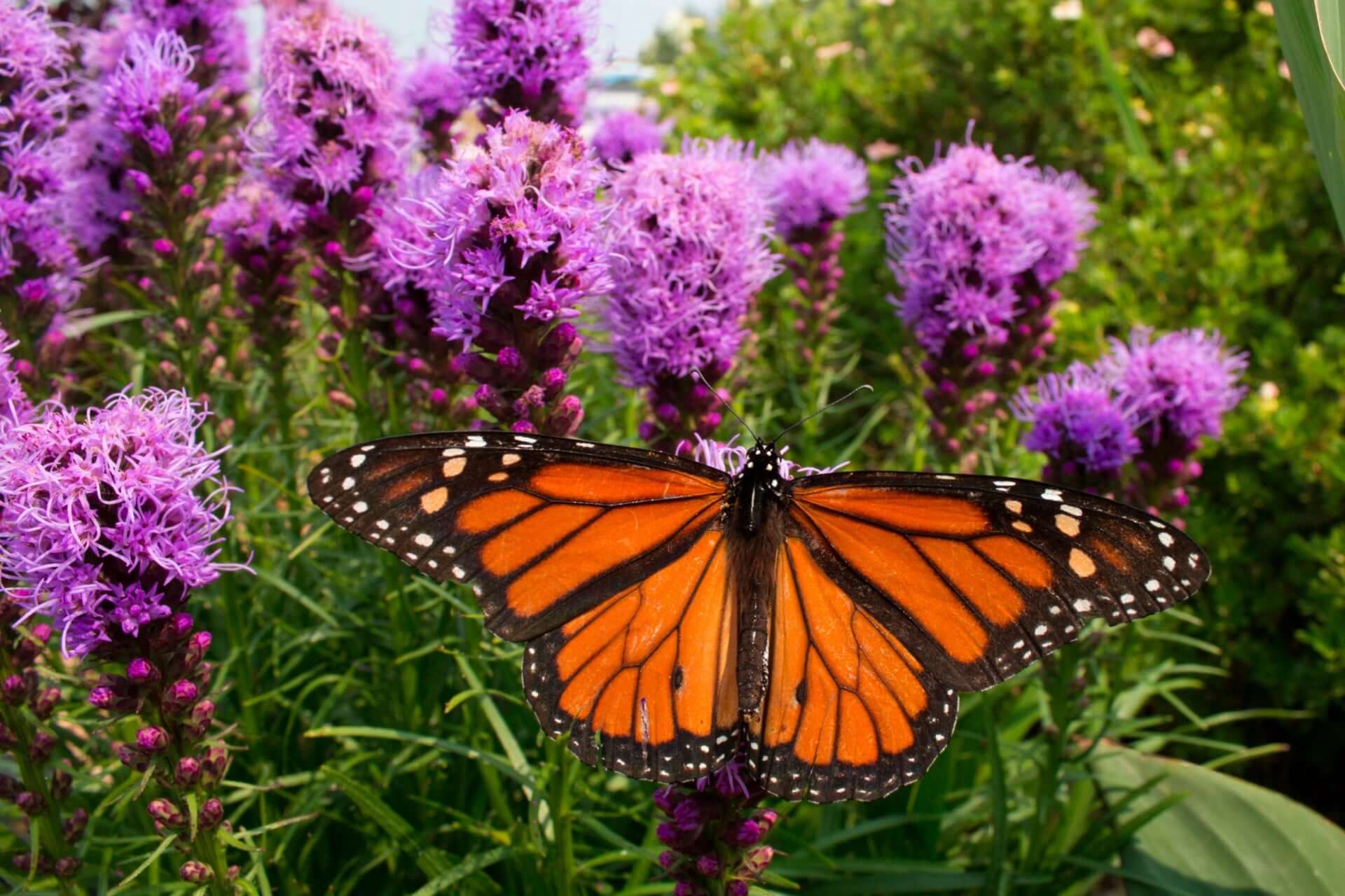 Monarch butterfly on blazing star flowers in garden