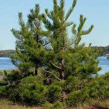Lush green pine tree from TN Nursery against blue sky