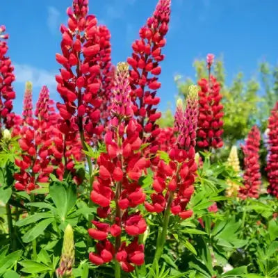 Vibrant red lupine perennial flowers with green foliage under blue sky