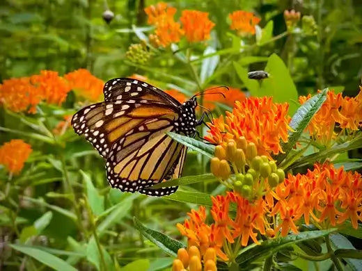 Monarch butterfly on orange butterfly weed milkweed flowers
