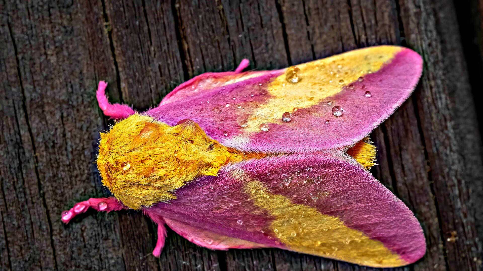 Vibrant pink and yellow moth with fuzzy velvety wings on dark wood, guardians of the night