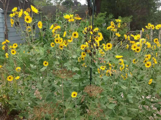 Vibrant yellow sunflowers enlivening a summer garden