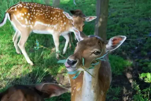 Fawn with brown coat and white spots in deer-resistant garden grass