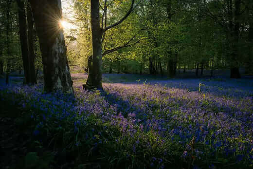 Vibrant purple-blue wildflowers blanket shady forest floor in golden sunlight