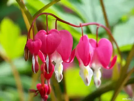 Pink and white bleeding heart flowers hanging from slender stems in shade garden