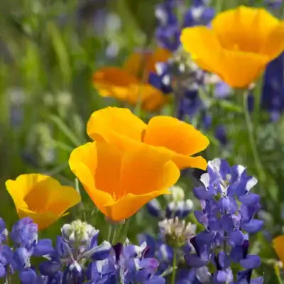 Vibrant orange poppies and purple wildflowers in TN Nursery meadow by Sandra Gilliam