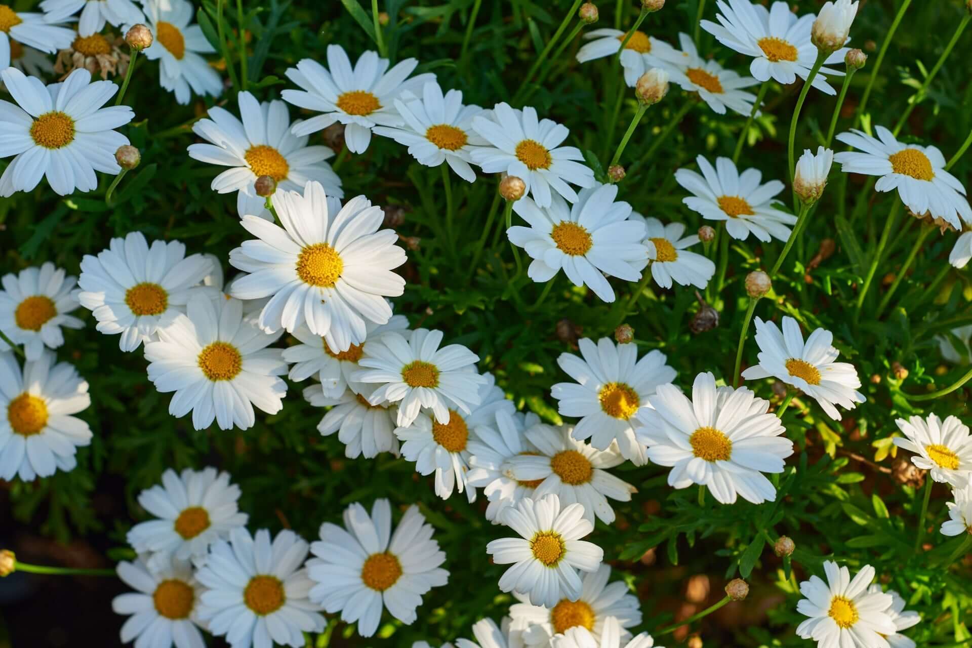 Shasta daisy field with white petals and yellow centers in lush green foliage