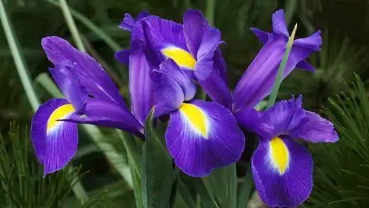 Vibrant purple iris flowers with yellow centers in green foliage
