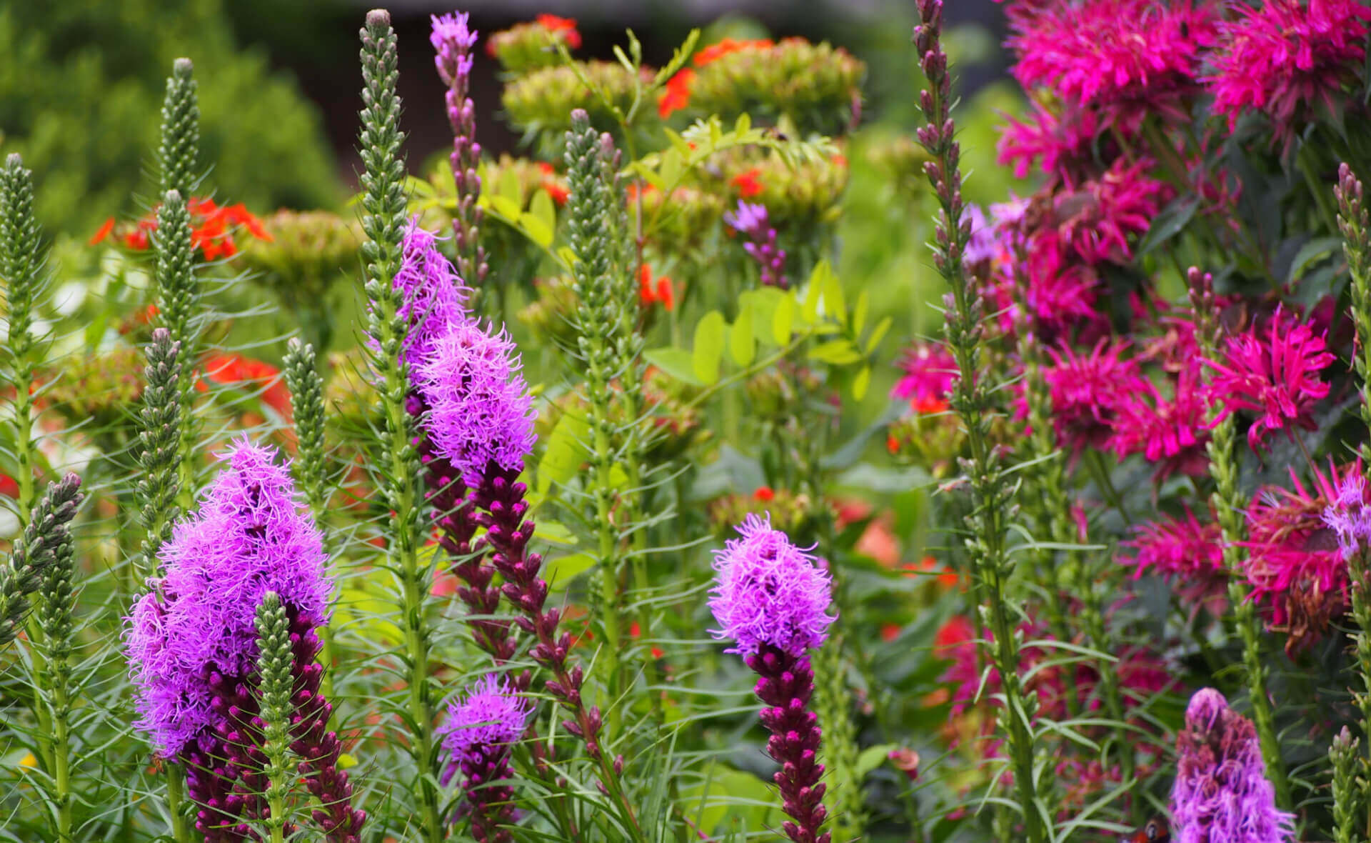 Vibrant purple blazing star native flowers with feathery blooms